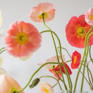 Papaver nudicaule, Iceland Poppy, Arctic Poppy, Icelandic Poppy, Yellow Arctic Poppy, Meconopsis nudicaulis, Poppies