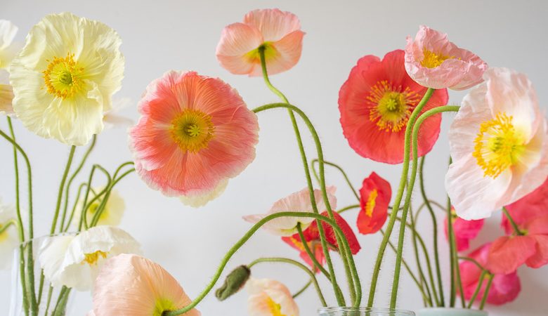 Papaver nudicaule, Iceland Poppy, Arctic Poppy, Icelandic Poppy, Yellow Arctic Poppy, Meconopsis nudicaulis, Poppies
