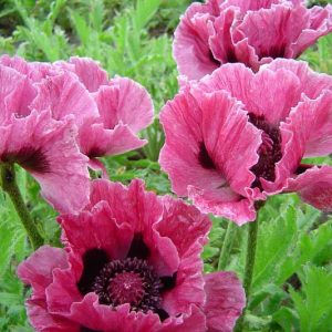 Papaver Orientale 'Bolero', Oriental Poppy 'Bolero', Pink Poppy, Pink Flower, Pink Papaver, Pink Orientale Poppy