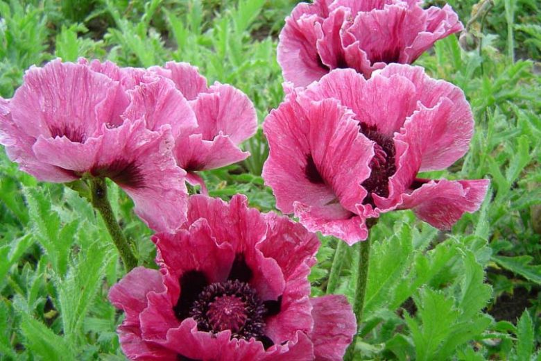 Papaver Orientale 'Bolero', Oriental Poppy 'Bolero', Pink Poppy, Pink Flower, Pink Papaver, Pink Orientale Poppy