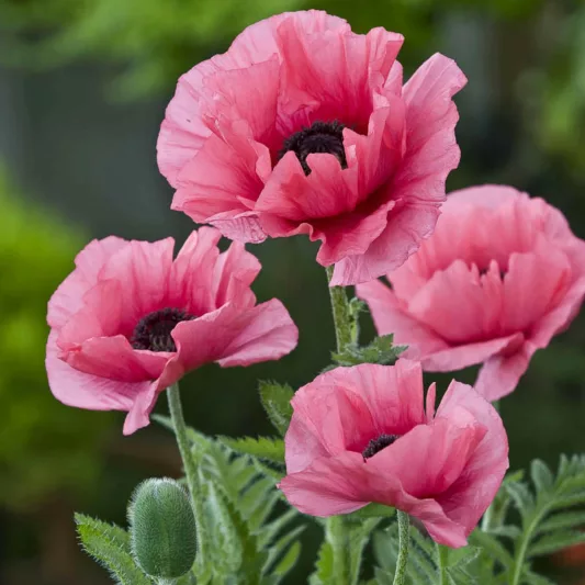 Papaver Orientale 'Burning Heart', Oriental Poppy 'Burning Heart', Pink Poppy, Pink Flower, Pink Papaver, Pink Orientale Poppy