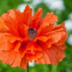 Papaver Orientale 'Eye Catcher', Oriental Poppy 'Eye Catcher', Poppy 'Eye Catcher', Orange Poppy, Orange Oriental Poppy, Orange Papaver Orientale