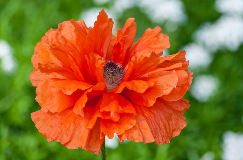 Papaver Orientale 'Eye Catcher', Oriental Poppy 'Eye Catcher', Poppy 'Eye Catcher', Orange Poppy, Orange Oriental Poppy, Orange Papaver Orientale