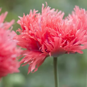 Papaver Orientale 'Fancy Feathers', Oriental Poppy 'Fancy Feathers', Pink Poppy, Pink Flower, Pink Papaver, Pink Orientale Poppy