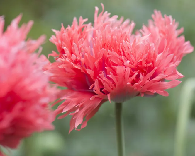 Papaver Orientale 'Fancy Feathers', Oriental Poppy 'Fancy Feathers', Pink Poppy, Pink Flower, Pink Papaver, Pink Orientale Poppy