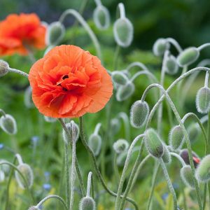 Papaver Orientale 'Fireball', Oriental Poppy 'Fireball', Pink Poppy, Orange Flower, Porange Papaver, Orange Orientale Poppy