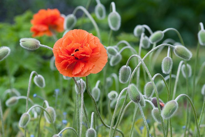 Papaver Orientale 'Fireball', Oriental Poppy 'Fireball', Pink Poppy, Orange Flower, Porange Papaver, Orange Orientale Poppy