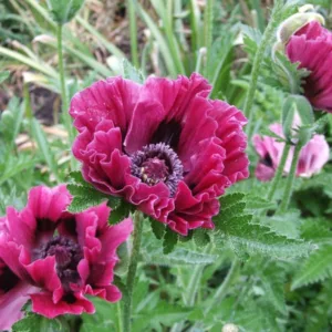 Papaver Orientale 'Harlem', Oriental Poppy 'Harlem', Pink Poppy, Pink Flower, Pink Papaver, Pink Orientale Poppy