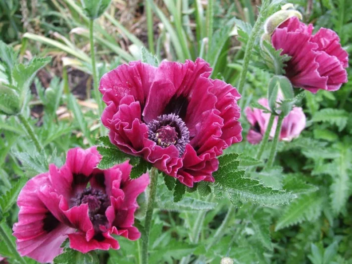 Papaver Orientale 'Harlem', Oriental Poppy 'Harlem', Pink Poppy, Pink Flower, Pink Papaver, Pink Orientale Poppy