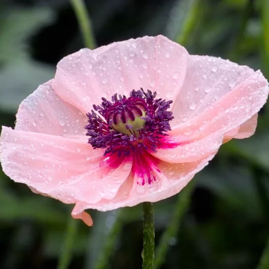 Papaver Orientale 'Karine', Oriental Poppy 'Karine', Pink Poppy, Pink Flower, Pink Papaver, Pink Orientale Poppy