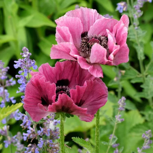 Papaver Orientale 'Little Patty’s Plum', Oriental Poppy 'Little Patty’s Plum', Poppy 'Little Patty’s Plum', purple poppy, purple papaver