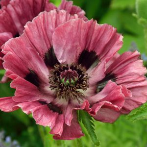 Papaver Orientale 'Manhattan', Oriental Poppy 'Manhattan', Pink Poppy, Pink Flower, Pink Papaver, Pink Orientale Poppy, Rebloomping Poppy