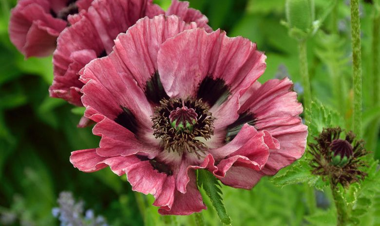 Papaver Orientale 'Manhattan', Oriental Poppy 'Manhattan', Pink Poppy, Pink Flower, Pink Papaver, Pink Orientale Poppy, Rebloomping Poppy