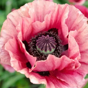 Papaver Orientale 'Marlene', Oriental Poppy 'Marlene', Pink Poppy, Pink Flower, Pink Papaver, Pink Orientale Poppy