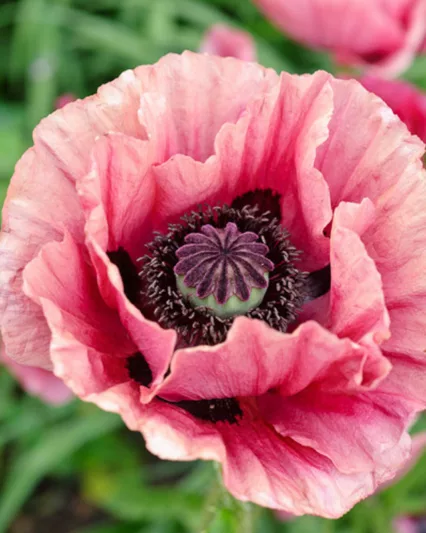 Papaver Orientale 'Marlene', Oriental Poppy 'Marlene', Pink Poppy, Pink Flower, Pink Papaver, Pink Orientale Poppy
