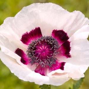 Papaver Orientale 'Perry’s White', Oriental Poppy 'Perry’s White', Poppy 'Perry’s White', White Poppy, White Oriental Poppy, White Papaver Orientale