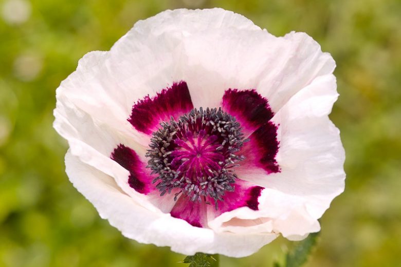 Papaver Orientale 'Perry’s White', Oriental Poppy 'Perry’s White', Poppy 'Perry’s White', White Poppy, White Oriental Poppy, White Papaver Orientale