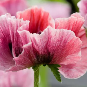 Papaver Orientale 'Tiffany', Oriental Poppy 'Tiffany', Pink Poppy, Pink Flower, Pink Papaver, Pink Orientale Poppy