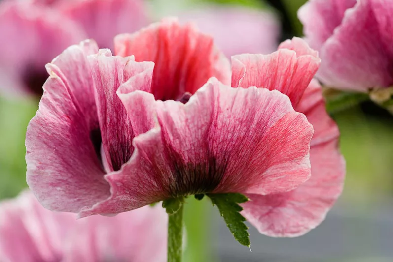 Papaver Orientale 'Tiffany', Oriental Poppy 'Tiffany', Pink Poppy, Pink Flower, Pink Papaver, Pink Orientale Poppy