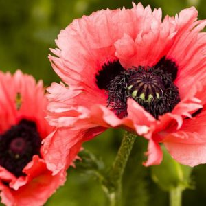 Papaver Orientale 'Turkenlouis', Oriental Poppy 'Turkenlouis', Poppy 'Turkenlouis', red poppy, red papaver