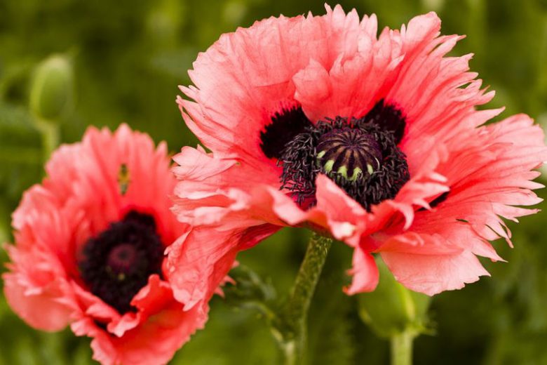 Papaver Orientale 'Turkenlouis', Oriental Poppy 'Turkenlouis', Poppy 'Turkenlouis', red poppy, red papaver