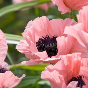 Papaver Orientale 'Turkish Delight', Oriental Poppy 'Turkish Delight', Pink Poppy, Pink Flower, Pink Papaver, Pink Orientale Poppy