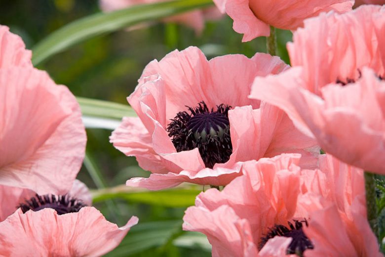 Papaver Orientale 'Turkish Delight', Oriental Poppy 'Turkish Delight', Pink Poppy, Pink Flower, Pink Papaver, Pink Orientale Poppy