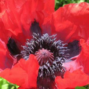 Papaver Orientale 'Beauty of Livermere', Oriental Poppy 'Beauty of Livermere', Poppy 'Beauty of Livermere', Red Poppy, Red Oriental Poppy, Red Papaver Orientale