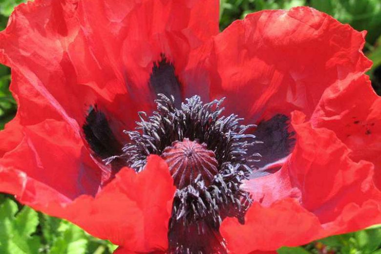 Papaver Orientale 'Beauty of Livermere', Oriental Poppy 'Beauty of Livermere', Poppy 'Beauty of Livermere', Red Poppy, Red Oriental Poppy, Red Papaver Orientale