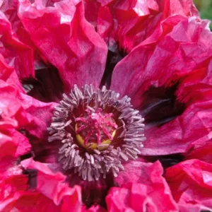 Papaver Orientale 'Patty's Plum', Oriental Poppy 'Patty's Plum', Poppy 'Patty's Plum', Oriental Poppy 'Patty's Plum', Poppy 'Patty's Plum', purple poppy, purple papaver