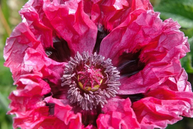 Papaver Orientale 'Patty's Plum', Oriental Poppy 'Patty's Plum', Poppy 'Patty's Plum', Oriental Poppy 'Patty's Plum', Poppy 'Patty's Plum', purple poppy, purple papaver