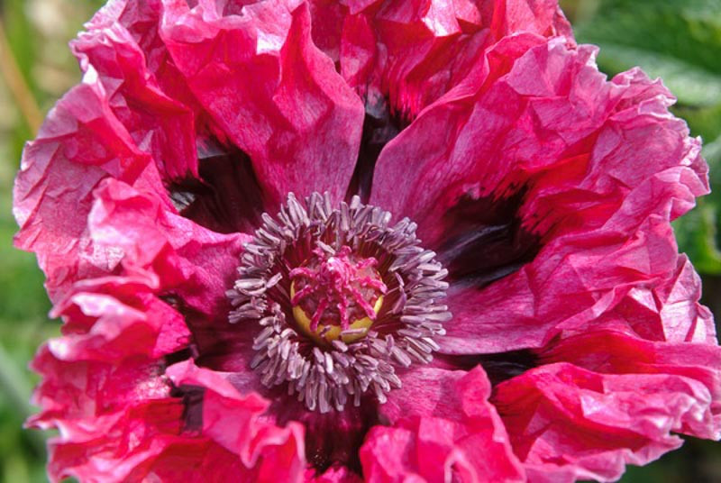Papaver Orientale 'Patty's Plum', Oriental Poppy 'Patty's Plum', Poppy 'Patty's Plum', Oriental Poppy 'Patty's Plum', Poppy 'Patty's Plum', purple poppy, purple papaver