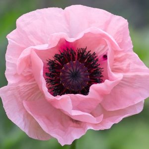 Papaver Orientale 'Prinzessin Victoria Louise' , Oriental Poppy 'Prinzessin Victoria Louise', Poppy 'Prinzessin Victoria Louise', Oriental Poppy 'Princess Victoria Louise', Poppy 'Princess Victoria Louise', Oriental Poppy 'Coral Reef', Poppy 'Coral Reef',
