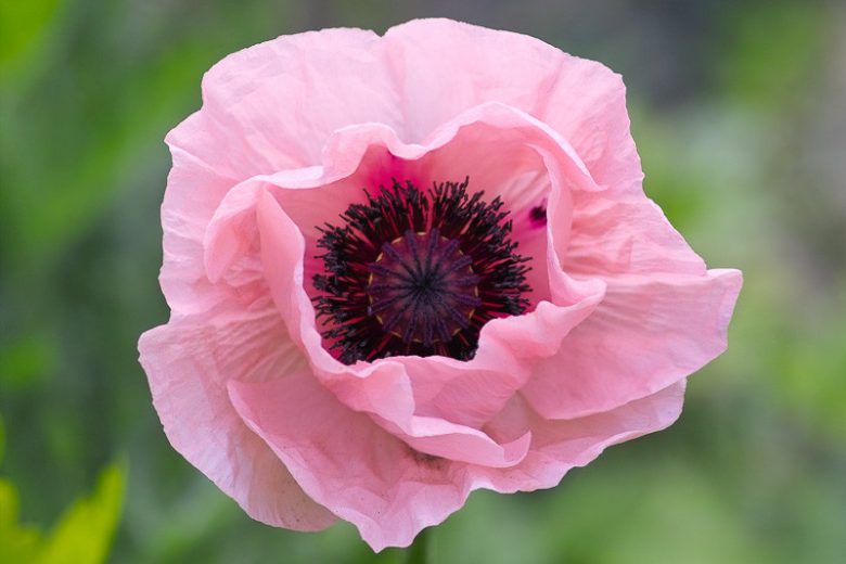 Papaver Orientale 'Prinzessin Victoria Louise' , Oriental Poppy 'Prinzessin Victoria Louise', Poppy 'Prinzessin Victoria Louise', Oriental Poppy 'Princess Victoria Louise', Poppy 'Princess Victoria Louise', Oriental Poppy 'Coral Reef', Poppy 'Coral Reef',