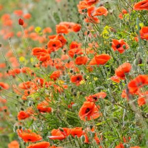Papaver Rhoeas , Common Poppy, Corn Poppy, Corn Rose, Field Poppy, Flanders Poppy, Red Poppy, Red Weed, Coquelicot, Papaver Commutatum, Papaver Strigosum, Red flowers