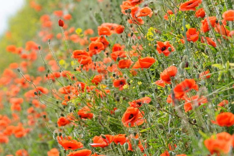 Papaver Rhoeas , Common Poppy, Corn Poppy, Corn Rose, Field Poppy, Flanders Poppy, Red Poppy, Red Weed, Coquelicot, Papaver Commutatum, Papaver Strigosum, Red flowers