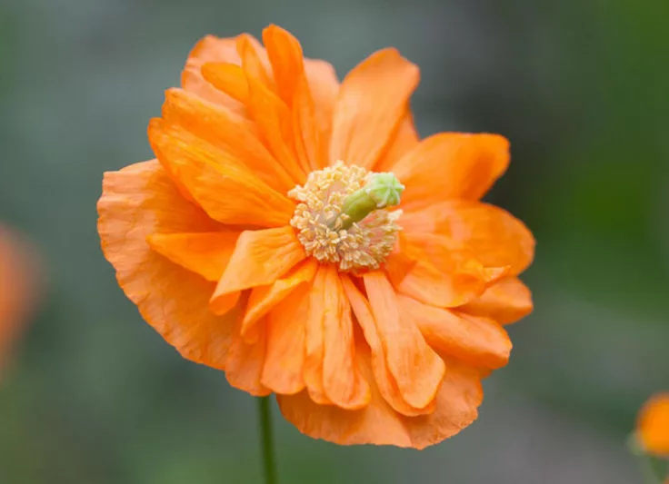 Papaver rupifragum 'Flore Pleno', Spanish Poppy Flore Pleno, Double Spanish Poppy, Orange flowers, Perennial Poppy