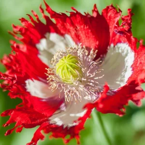 Papaver somniferum 'Danish Flag',  Opium Poppy 'Danish Flag', Papaver 'Danish Flag', Breadseed Poppy 'Danish Flag', Papaver 'Danebrog', Danebrog Poppy, Papaver somniferum 'Danebrog', Red Flower, Red Papaver, Red Opium Poppy