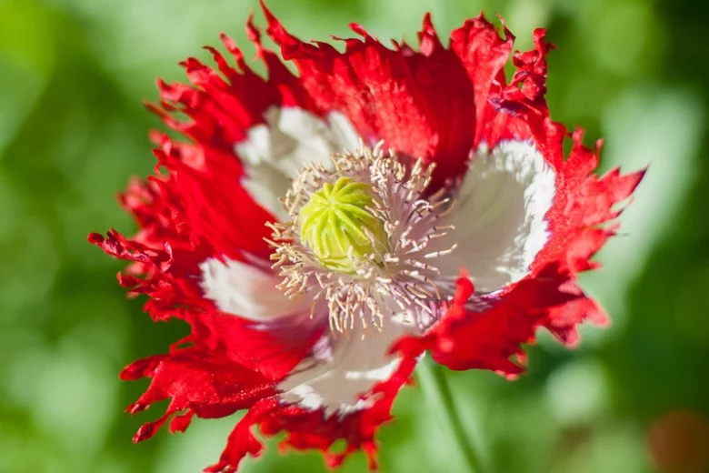 Papaver somniferum 'Danish Flag',  Opium Poppy 'Danish Flag', Papaver 'Danish Flag', Breadseed Poppy 'Danish Flag', Papaver 'Danebrog', Danebrog Poppy, Papaver somniferum 'Danebrog', Red Flower, Red Papaver, Red Opium Poppy