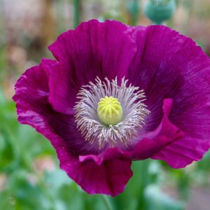 Papaver somniferum 'Lauren's Grape',  Opium Poppy 'Lauren's Grape', Purple Poppy, Purple Flower, Purple Papaver, Purple Opium Poppy