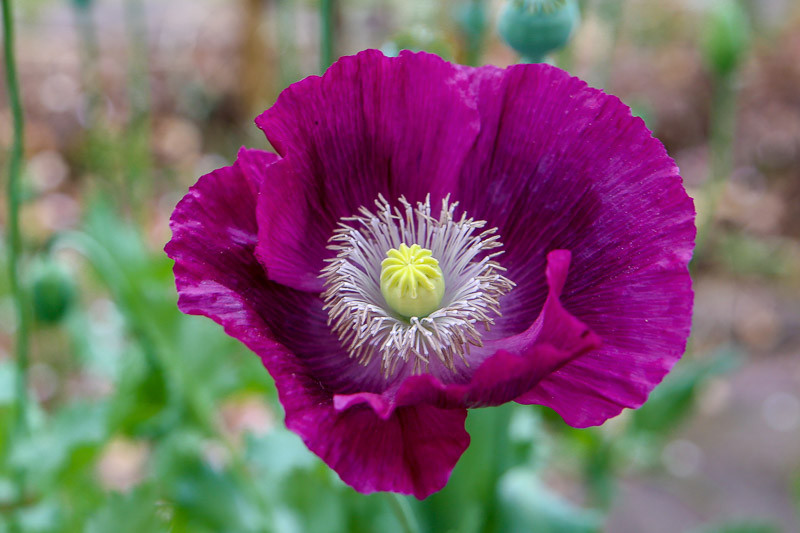 Papaver somniferum 'Lauren's Grape',  Opium Poppy 'Lauren's Grape', Purple Poppy, Purple Flower, Purple Papaver, Purple Opium Poppy
