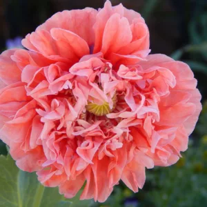 Papaver somniferum 'Pink Paeony',  Opium Poppy 'Pink Paeony', Opium Poppy 'Pink Peony', Pink Poppy, Pink Flower, Pink Papaver, Pink Opium Poppy