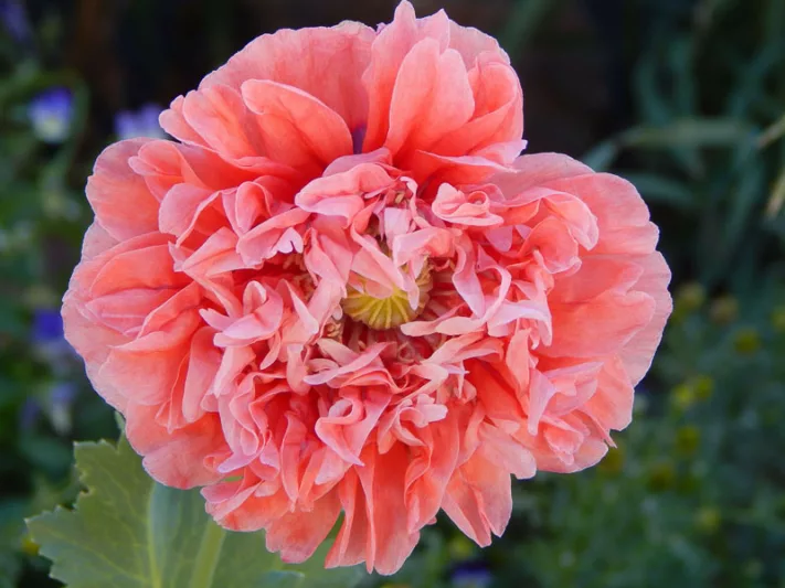Papaver somniferum 'Pink Paeony',  Opium Poppy 'Pink Paeony', Opium Poppy 'Pink Peony', Pink Poppy, Pink Flower, Pink Papaver, Pink Opium Poppy
