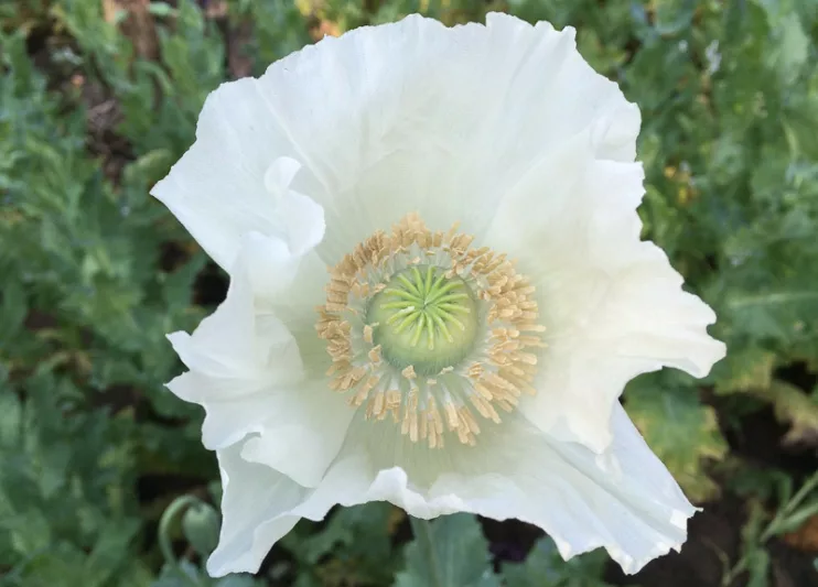 Papaver somniferum 'Sissinghurst White',  Opium Poppy 'Sissinghurst White', White Poppy, White Flower, White Papaver, White Opium Poppy