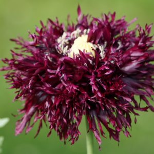 Papaver somniferum 'Black Swan',  Opium Poppy 'Black Swan', Papaver 'Black Swan', Breadseed Poppy 'Black Swan', Black Flower, Black Papaver, Black Opium Poppy