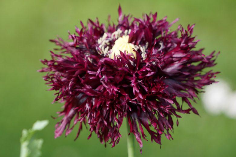Papaver somniferum 'Black Swan',  Opium Poppy 'Black Swan', Papaver 'Black Swan', Breadseed Poppy 'Black Swan', Black Flower, Black Papaver, Black Opium Poppy