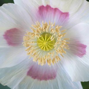 Papaver somniferum 'Blue Moon',  Opium Poppy 'Blue Moon', White Poppy, White Flower, White Papaver, White Opium Poppy