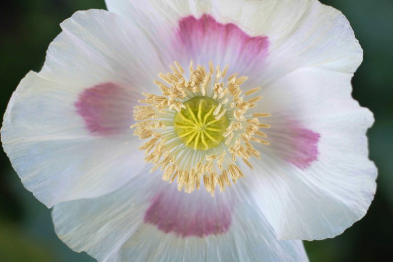 Papaver somniferum 'Blue Moon',  Opium Poppy 'Blue Moon', White Poppy, White Flower, White Papaver, White Opium Poppy