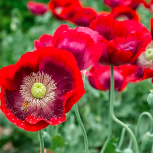Papaver somniferum 'Cherry Glow',  Opium Poppy 'Cherry Glow', Red Poppy, Red Flower, Red Papaver, Red Opium Poppy