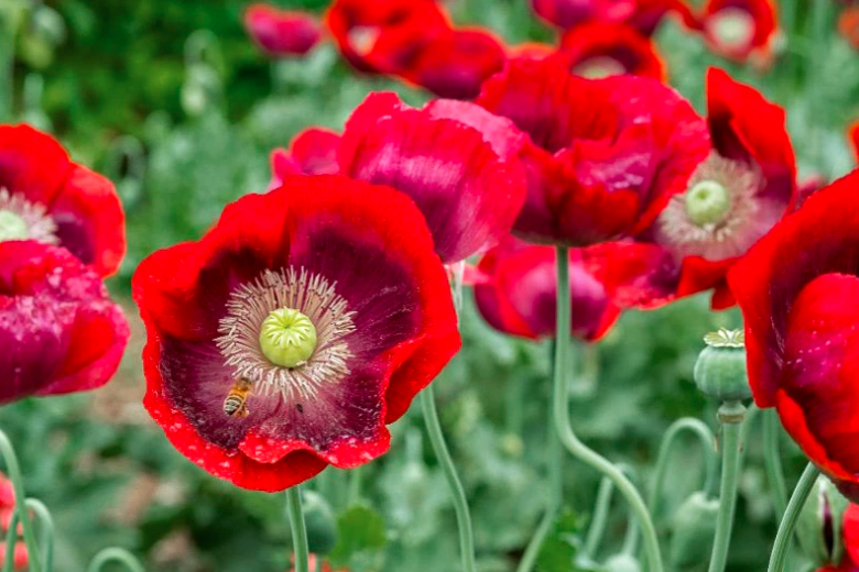 Papaver somniferum 'Cherry Glow',  Opium Poppy 'Cherry Glow', Red Poppy, Red Flower, Red Papaver, Red Opium Poppy